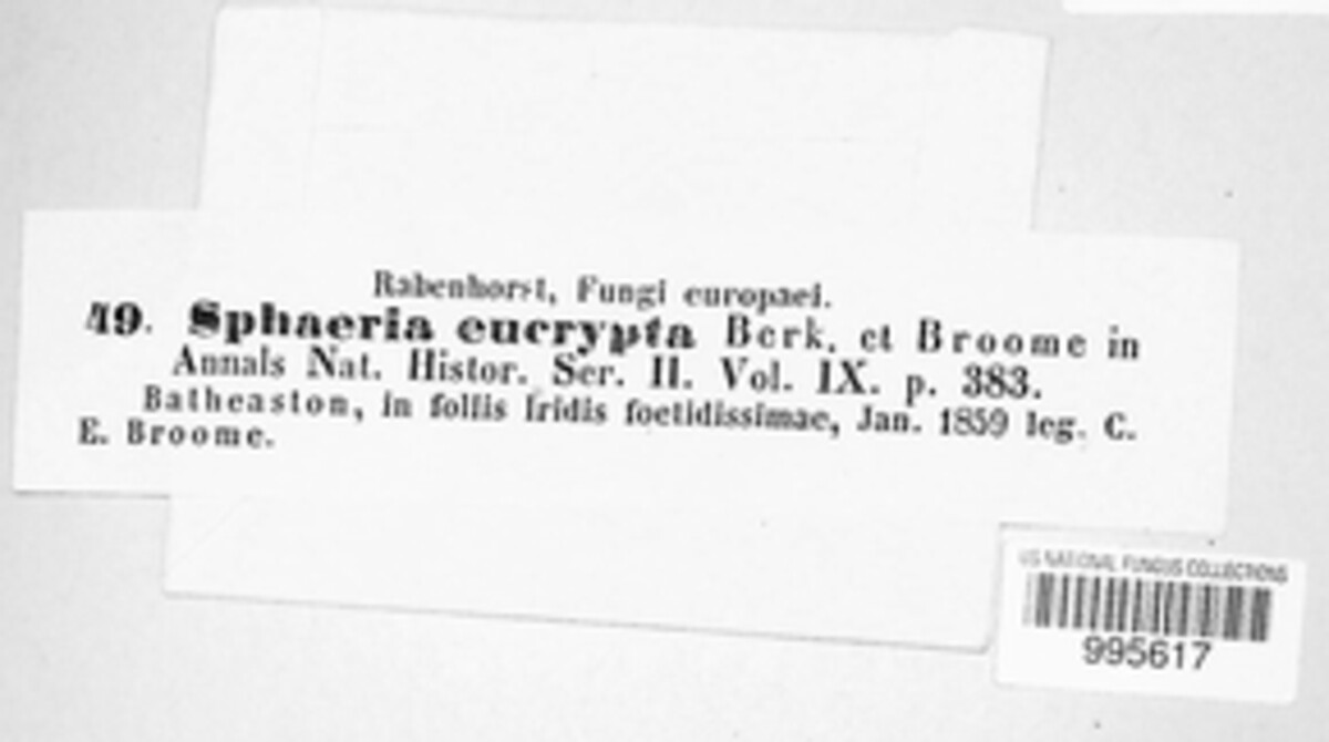 Gaeumannomyces caricis image